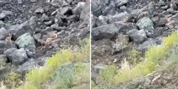 Tilki yavrularının oyun anları