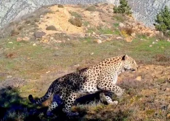Anadolu leoparı yeniden görüntülendi