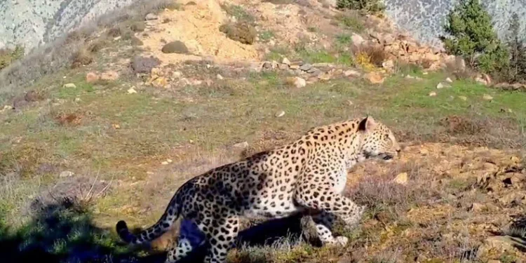 Anadolu leoparı yeniden görüntülendi