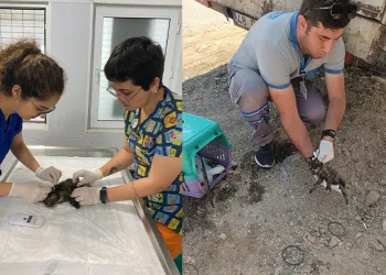 Vatandaş ihbar etti, belediye müdahale etti