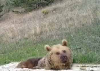 Ayının sabah keyfi fotokapana yansıdı