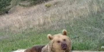 Ayının sabah keyfi fotokapana yansıdı