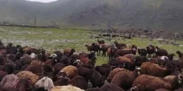 Selden hayvanlar son anda kurtuldu