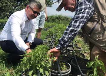 Stevia bitkisi, başta ABD olmak üzere ihracata açıldı