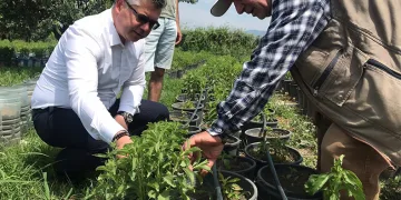 Stevia bitkisi, başta ABD olmak üzere ihracata açıldı