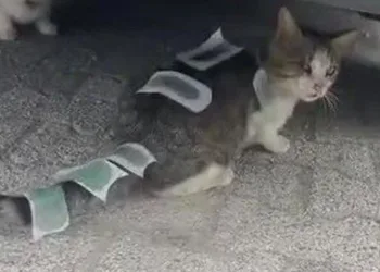 Kediye ağda bandıyla işkence