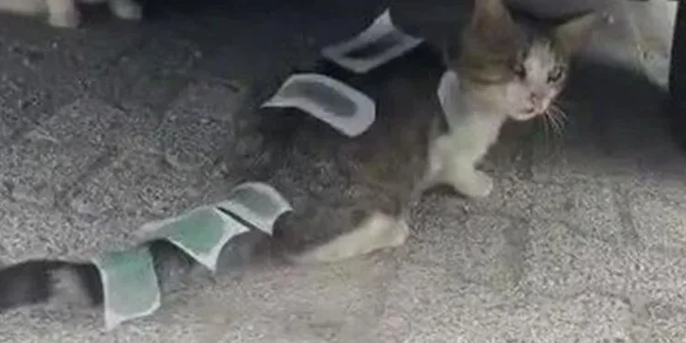 Kediye ağda bandıyla işkence