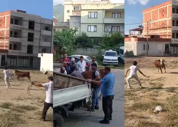 Kaçan kurbanlık boğa ortalığı birbirine kattı