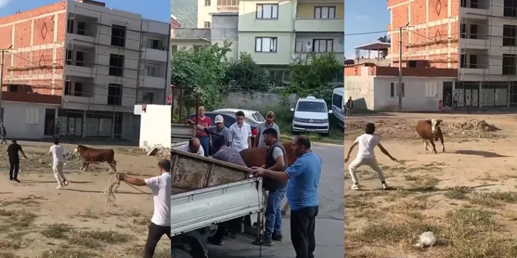 Kaçan kurbanlık boğa ortalığı birbirine kattı