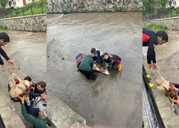 Dereye düşen buzağı için seferber oldular