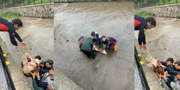 Dereye düşen buzağı için seferber oldular