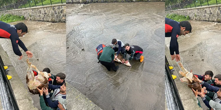 Dereye düşen buzağı için seferber oldular