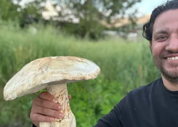 2 kiloluk dev mantar görenleri şaşırttı