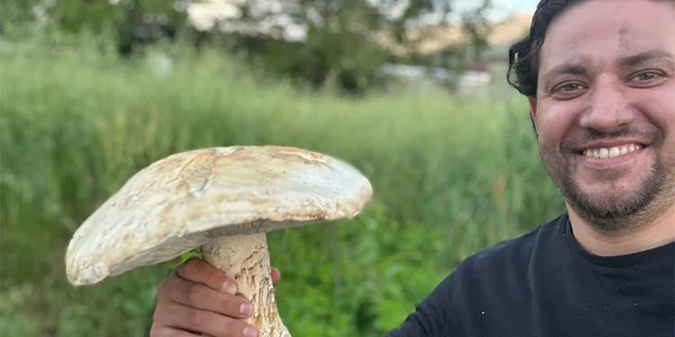 2 kiloluk dev mantar görenleri şaşırttı