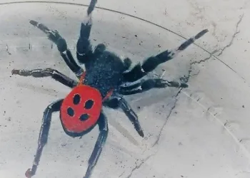 Kuşadası’nda zehirli örümcek görüldü
