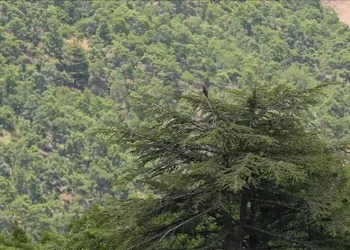 Ormanlık alanlara giriş yasaklandı