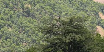 Ormanlık alanlara giriş yasaklandı