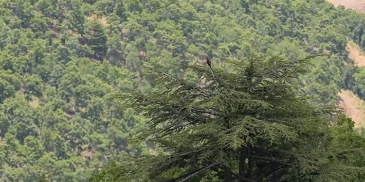 Ormanlık alanlara giriş yasaklandı