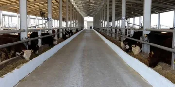 Şap alarmı: köyler karantinada