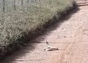 Yılanların ‘çiftleşme dansı’ kameraya yansıdı