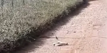 Yılanların ‘çiftleşme dansı’ kameraya yansıdı