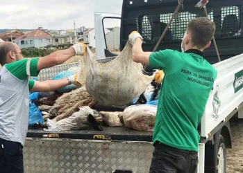 Bursa’da 300 ton kurban atığı toplandı