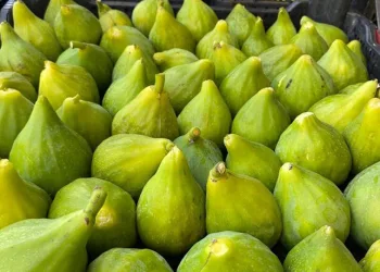 Aydın’da tezgahları Manisa inciri süsledi
