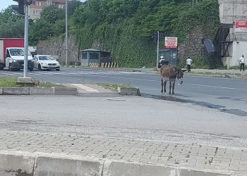 Sahipsiz eşek trafiği birbirine kattı