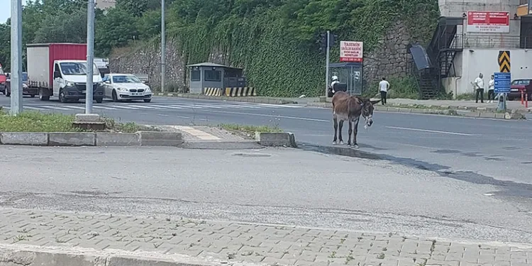 Sahipsiz eşek trafiği birbirine kattı