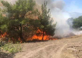 Adana’da orman yangını