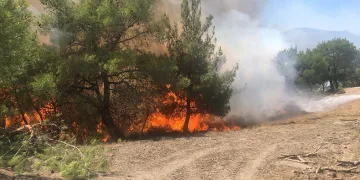 Adana’da orman yangını