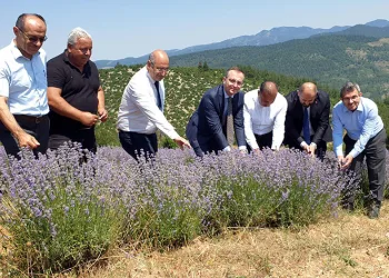 Bursa’da lavanta hasadı başladı