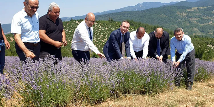 Bursa’da lavanta hasadı başladı