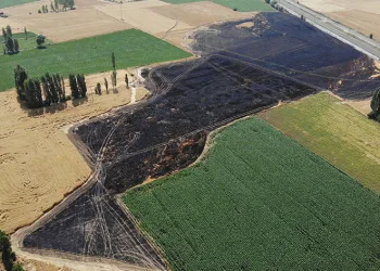Güvercin kovalayan atmaca yangına sebep oldu