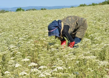 Denizli Kekiğinde hasat zamanı
