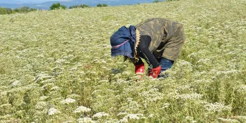 Denizli Kekiğinde hasat zamanı