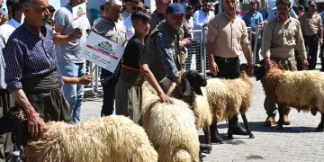 Hayvan Kırkma Festivali