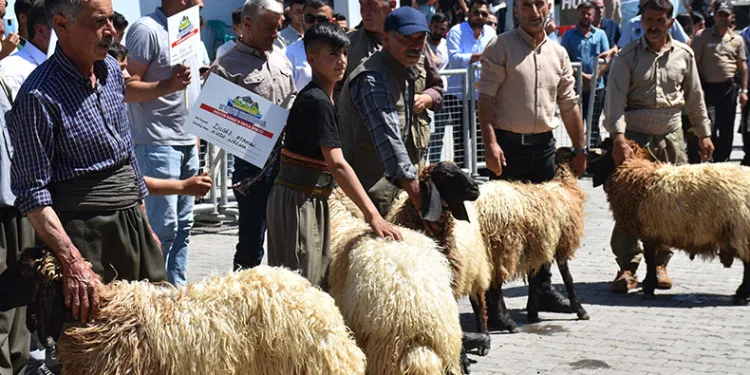 Hayvan Kırkma Festivali