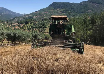 800 rakımlı arazide son buğday hasadı
