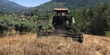 800 rakımlı arazide son buğday hasadı
