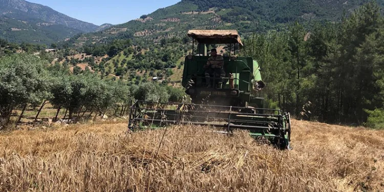 800 rakımlı arazide son buğday hasadı