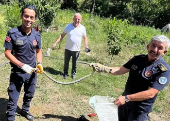 Zehirli yılanı eliyle yakaladı