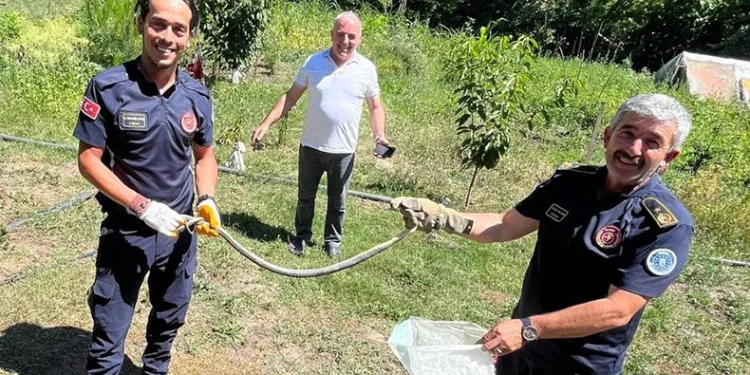 Zehirli yılanı eliyle yakaladı