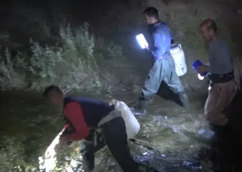 Kurbağa avcılarının gece mesaisi