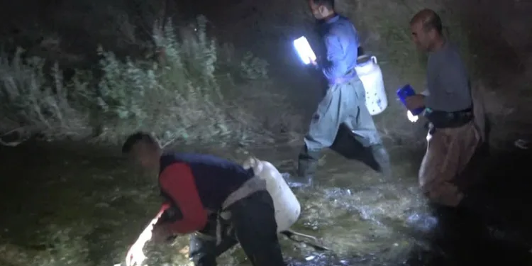 Kurbağa avcılarının gece mesaisi