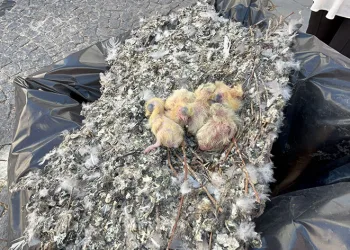 Tadilat esnasında güvercin yuvası çöpe bırakıldı