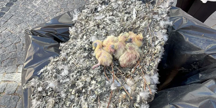 Tadilat esnasında güvercin yuvası çöpe bırakıldı
