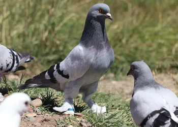 Güvercin sevgisi hobiden ticarete dönüştü