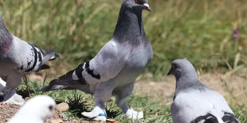 Güvercin sevgisi hobiden ticarete dönüştü