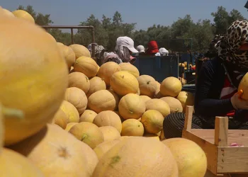Enkaz kentte yüz güldüren hasat